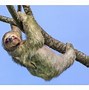 Gambar Binatang Sloth